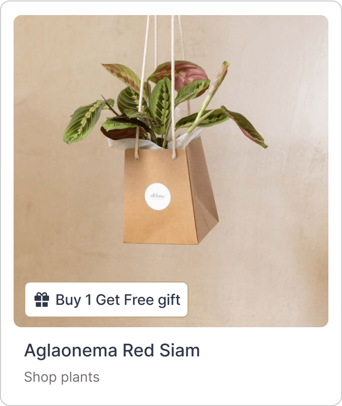 gift purchase